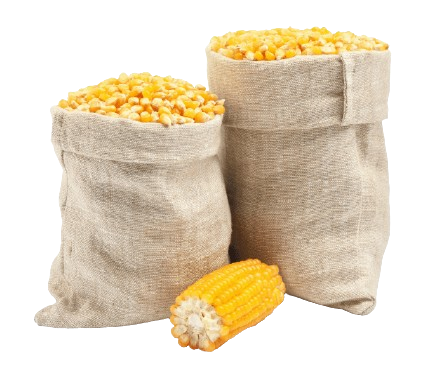Maize