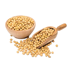 Soyabean